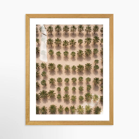 Date Palm Farm Aerial