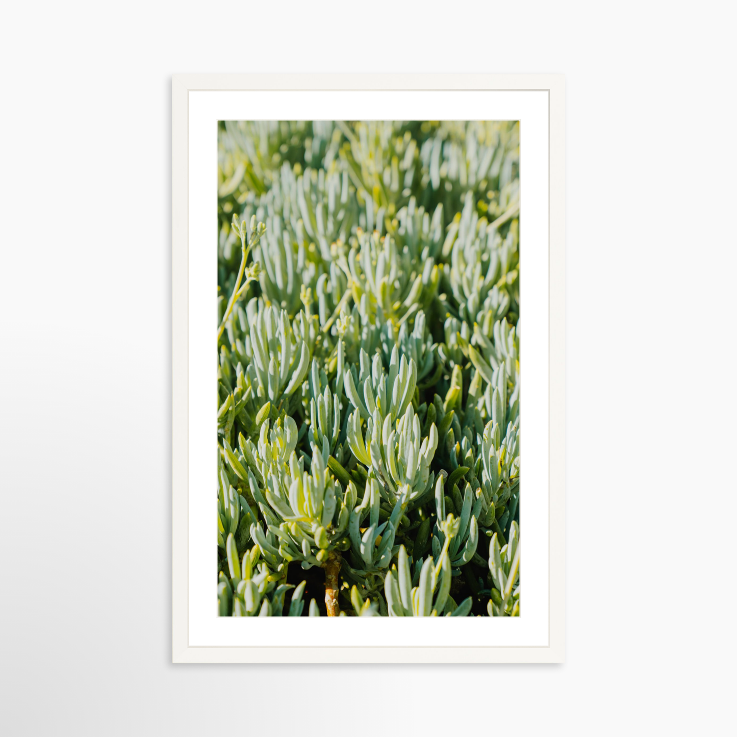 Medium 24 x 36 / White