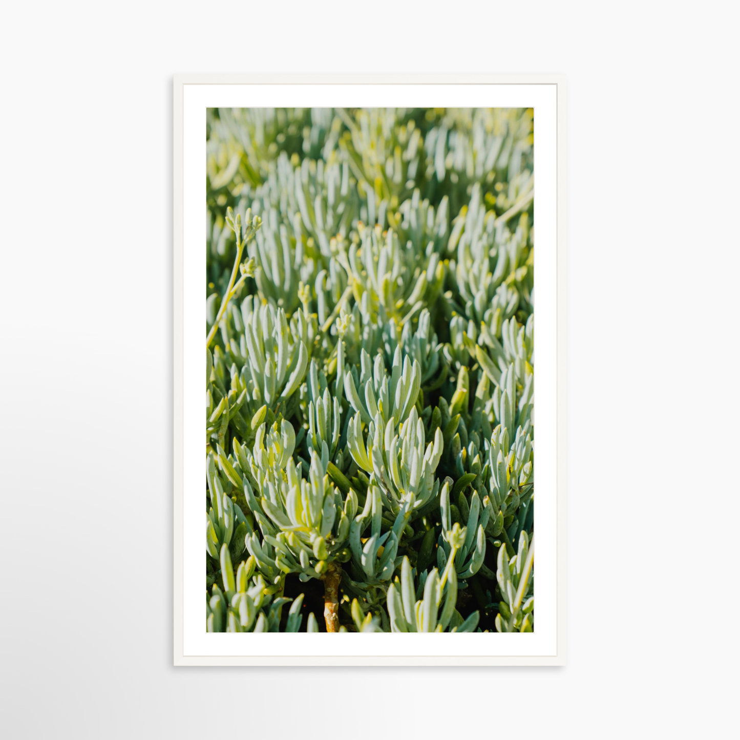 GALLERY 40 x 60 / White