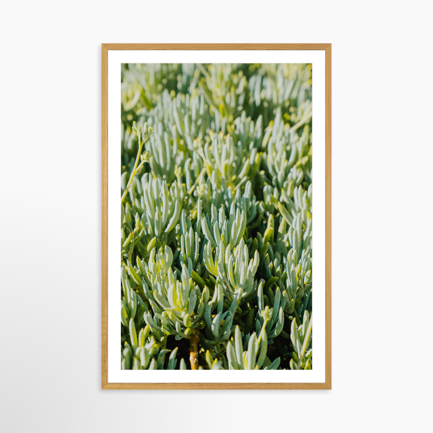 GALLERY 40 x 60 / Oak