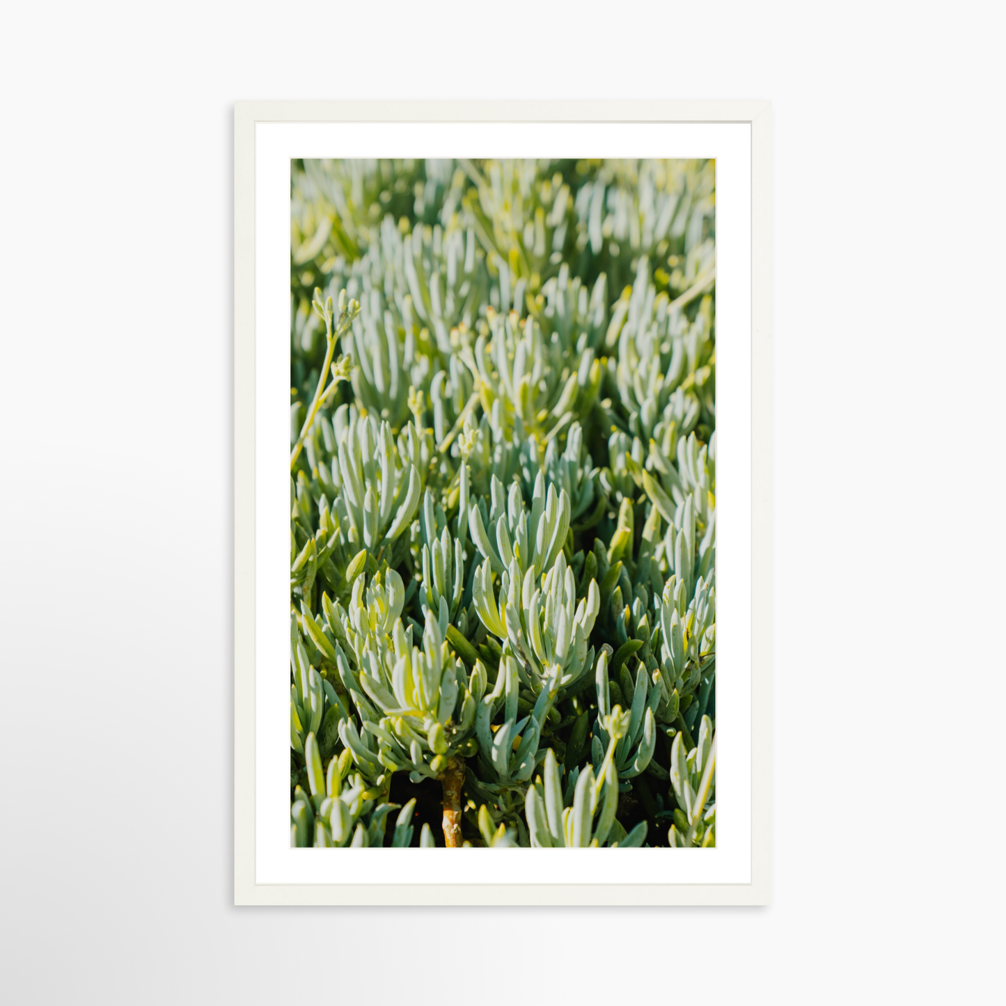 Small 20 x 30 / White